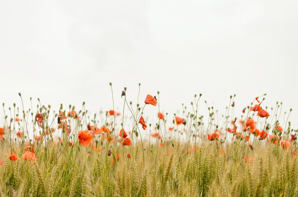 a field of red and orange wildflowers