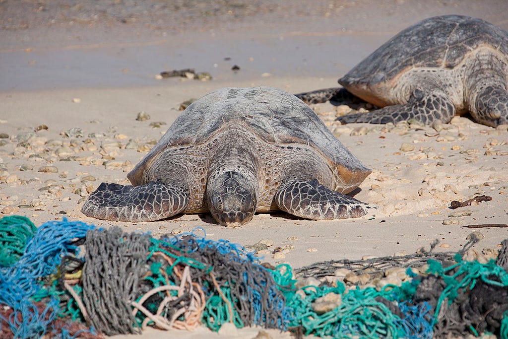 sea turtles on beach with debris nets 