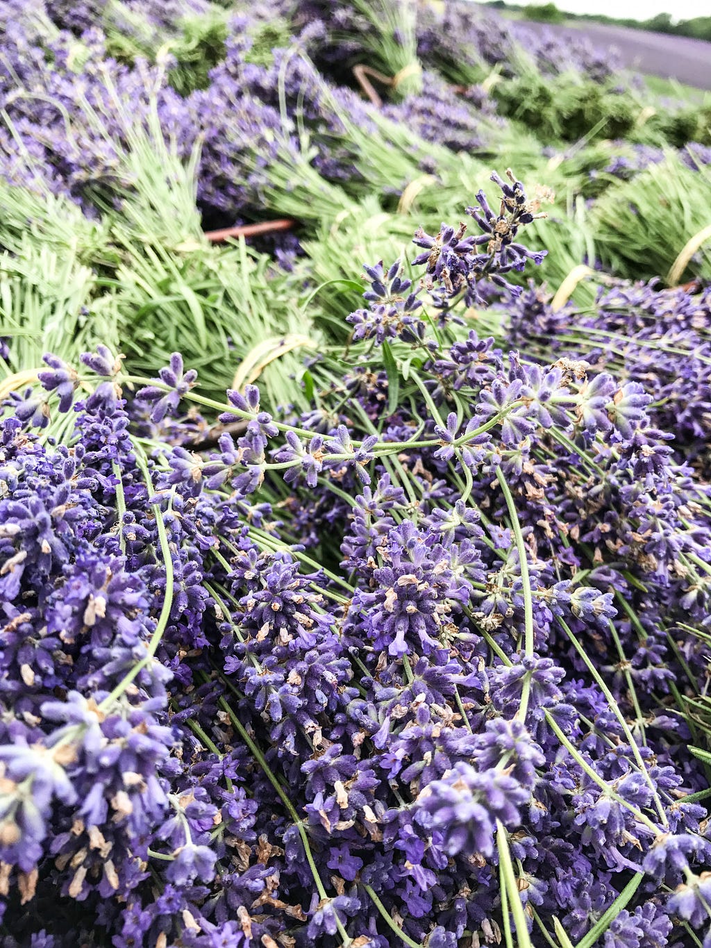 Lavender field Hop Shop kent