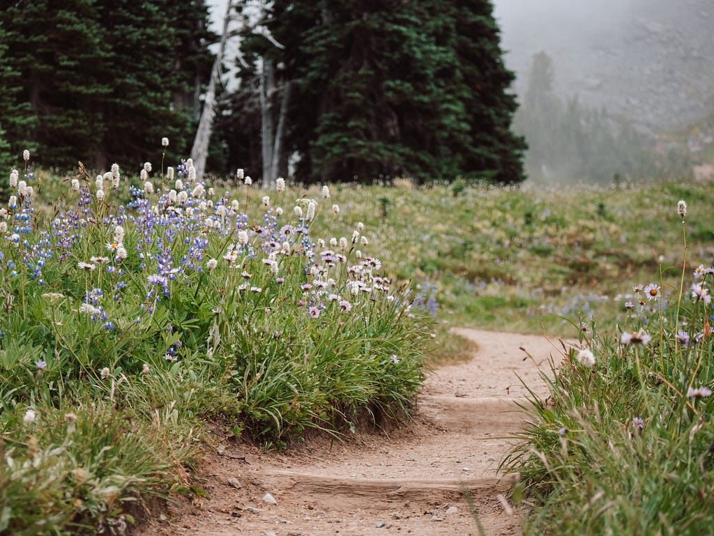 A dirt trail swerves through a prarie of wild grass and flowers.