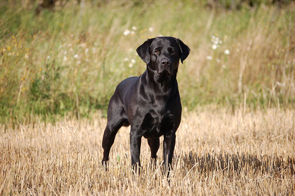 The retriever must be able to act for a long time at a fairly calm pace and occasionally spurting while performing a retrieva