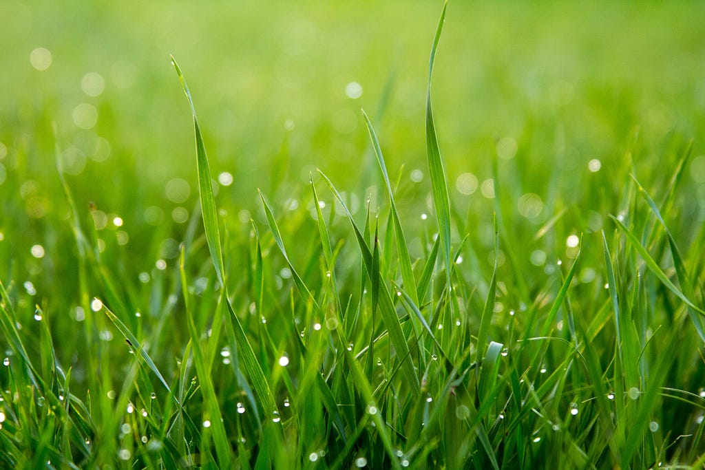Close-up of grass with dewdrops