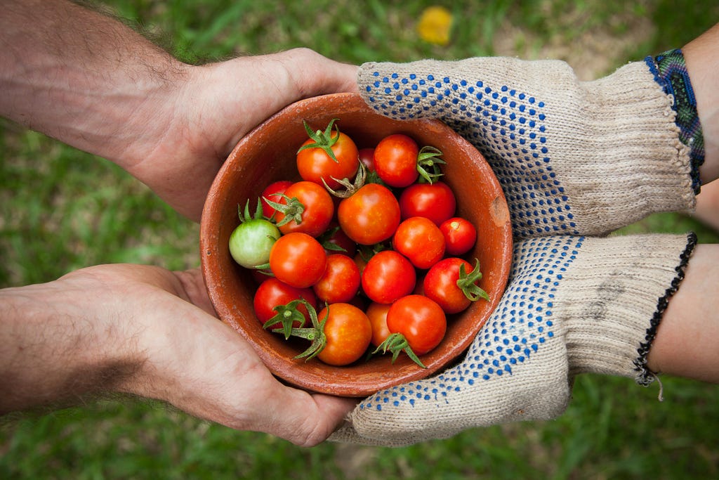 A bowl of tomatoes freshly harvested.