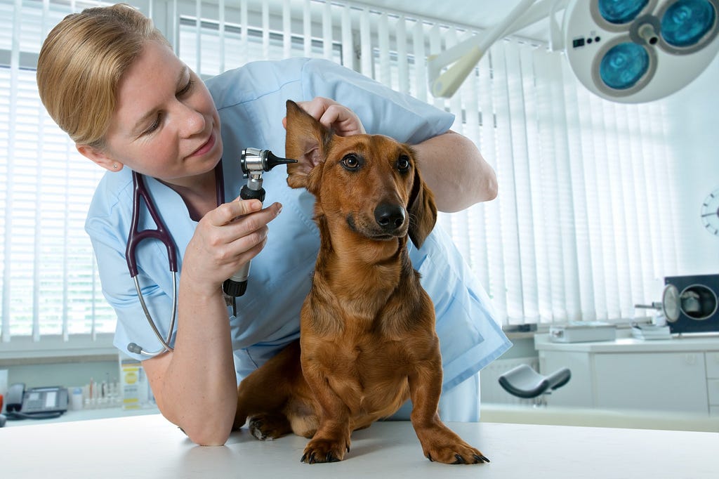Veterinarian checking out a young Dachshund doggie