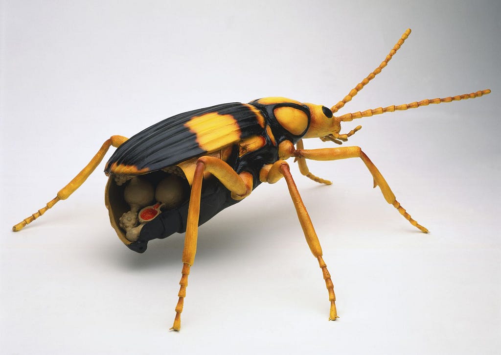 A look into the bombardier beetle, this one being yellow and black and showing some of the internal organs of the beetle.
