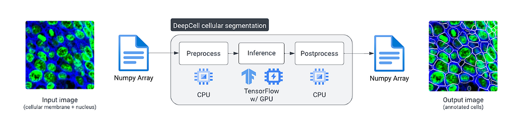 A diagram showing an image entering DeepCell as a numpy array. It goes through preprocessing on the CPU, inference on the CPU and GPU with TensorFlow, then postprocessing with CPU. Then the output numpy array is returned as an annotated output image.