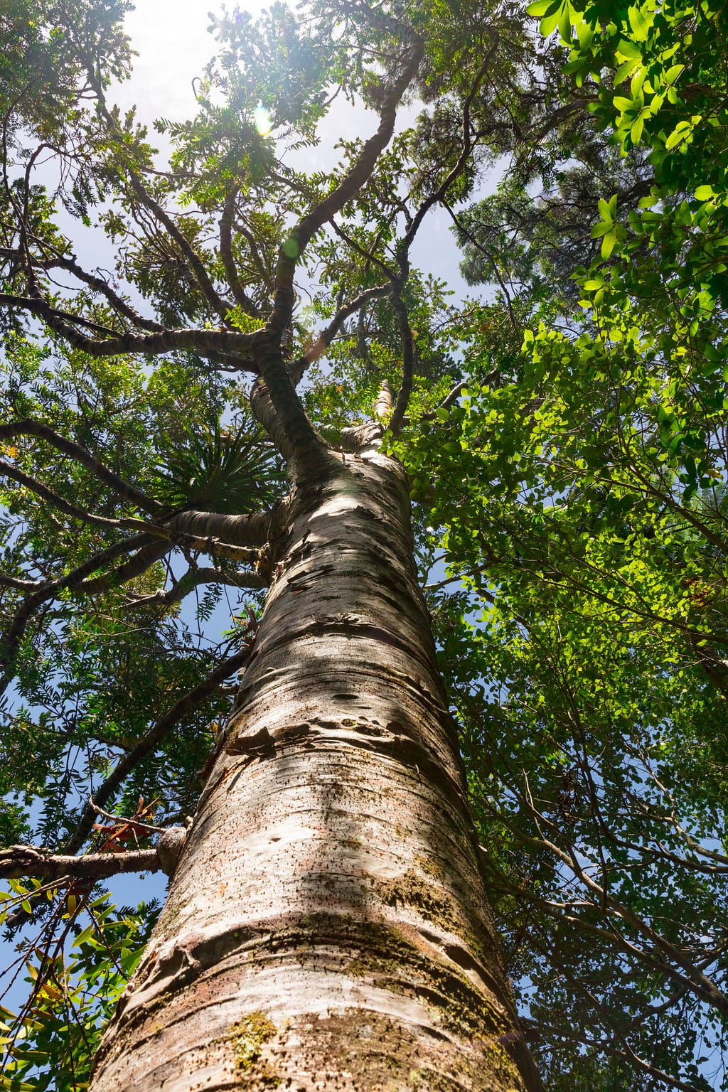 Majestic Tree Canopy: Sunlight filters through a vibrant green canopy, highlighting the textured bark of a towering tree. This awe-inspiring image captures the beauty and tranquility of nature.