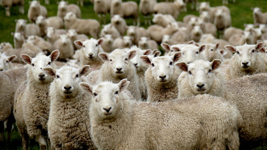 Sheep Syndicate