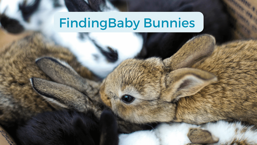 How To Keep a Wild Baby Bunny Alive?