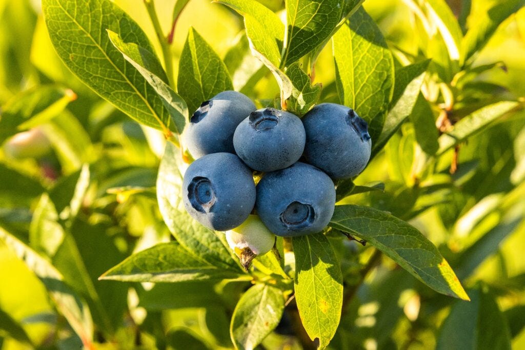 blue round fruits on green leaves, Blueberry hydroponics