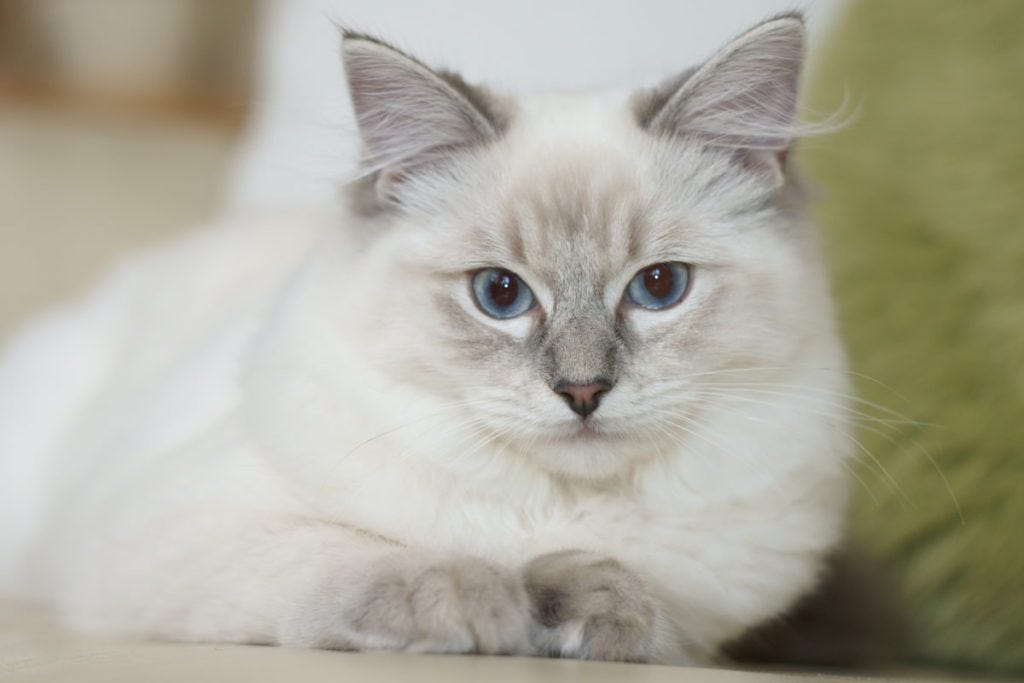 Top 10 Largest Cats Breeds in the World