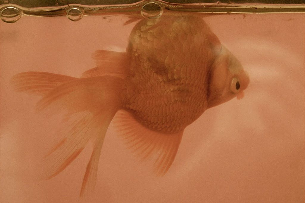 Swim Bladder Disease