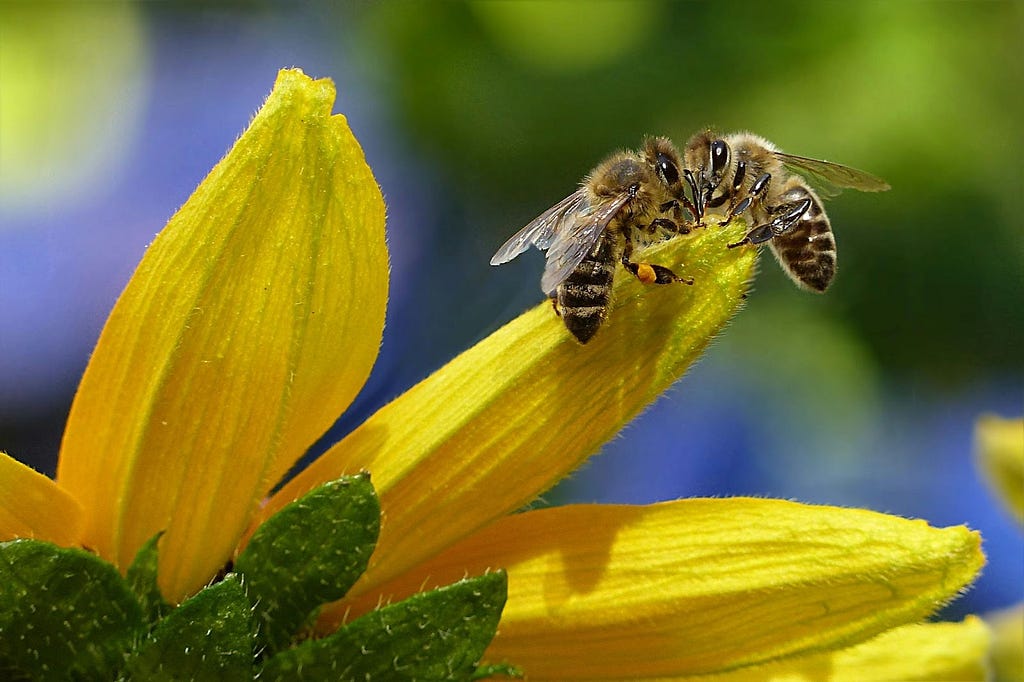 Two bees on a yellow flower