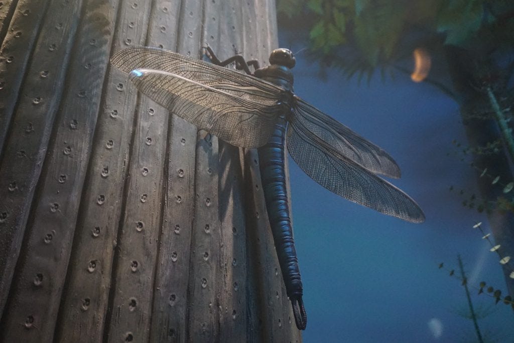 Meganeura el Insecto Volador Más Grande de la Historia