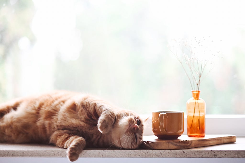 A cat laying on a table with a cup of coffee and nothing to do