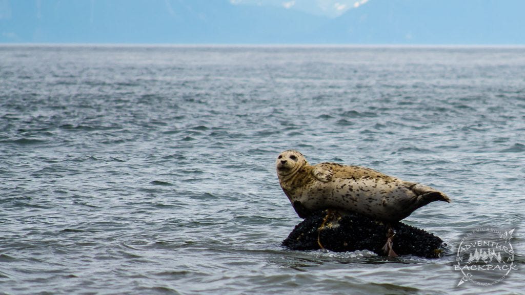 Seal in Anchor Point Alaska