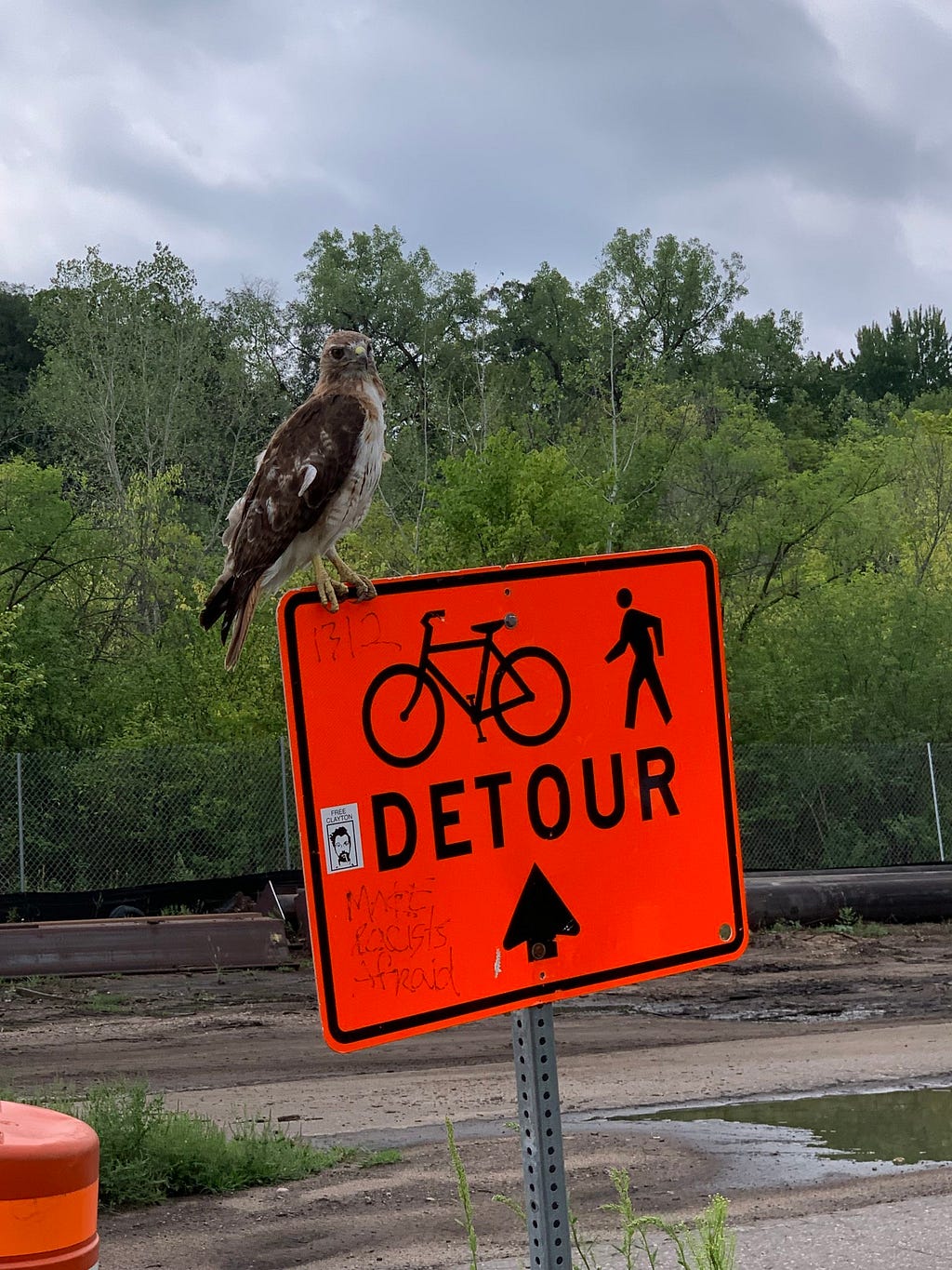 Baby hawk standing on an orange detour sign