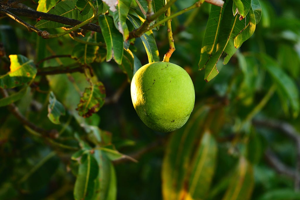 A green mango hanging from a mango tree, against a backdrop of dark green leaves.