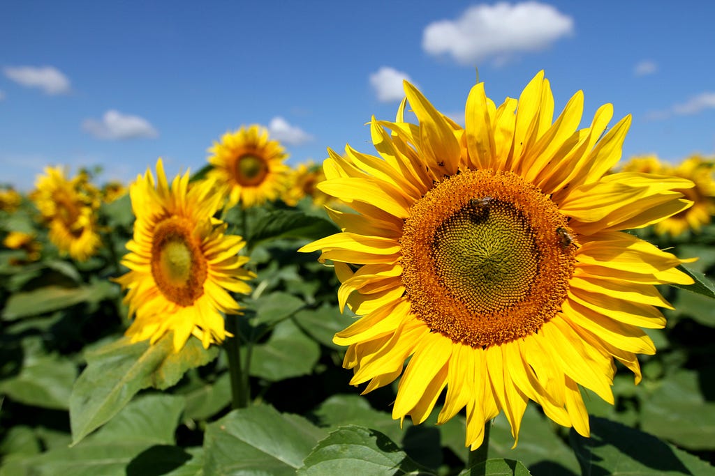 Sunflowers in a bunch in a sunny day