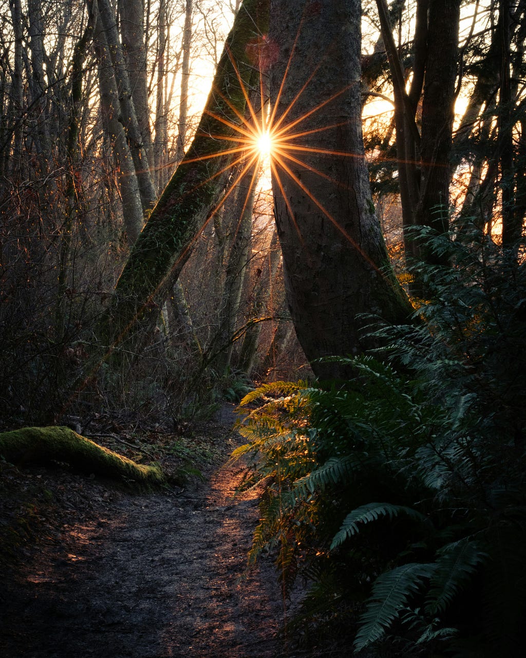 sun peeking through forest