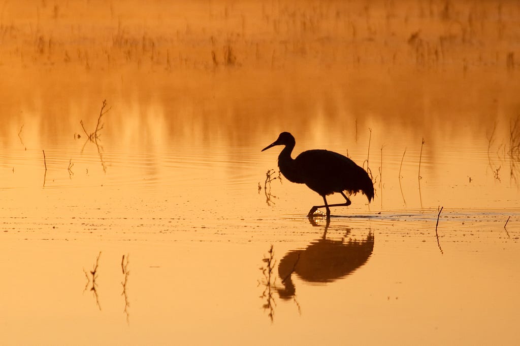 Sandhill Crane Sunrise - Bosque del Apache National Wildlife Refuge