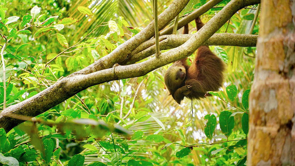 Picture of a Costa Rican Sloth hanging from a tree