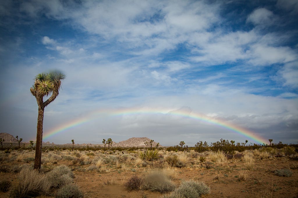 Single Joshua Tree at end of rainbow