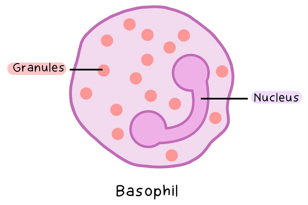 Labelled illustration of a Basophil