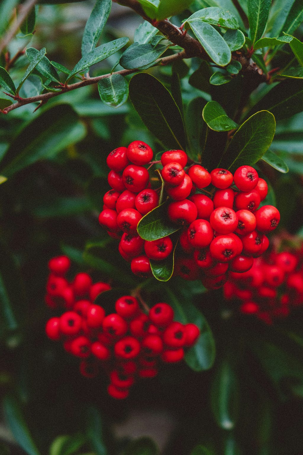bunches of red berries hanging from green leaves