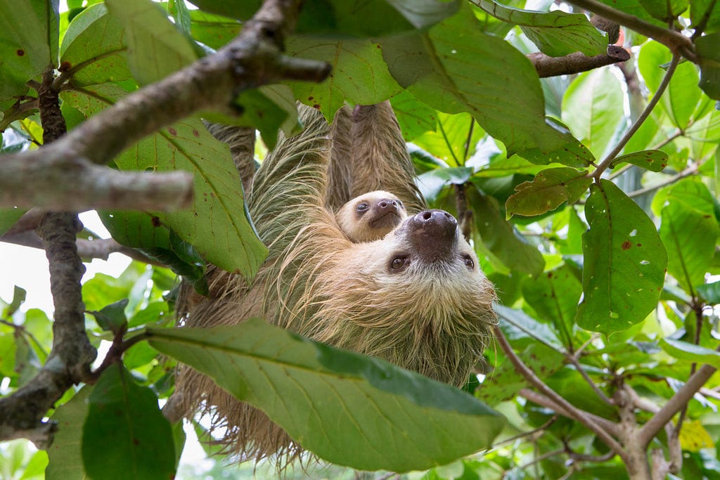 Sloth sanctuary washington
