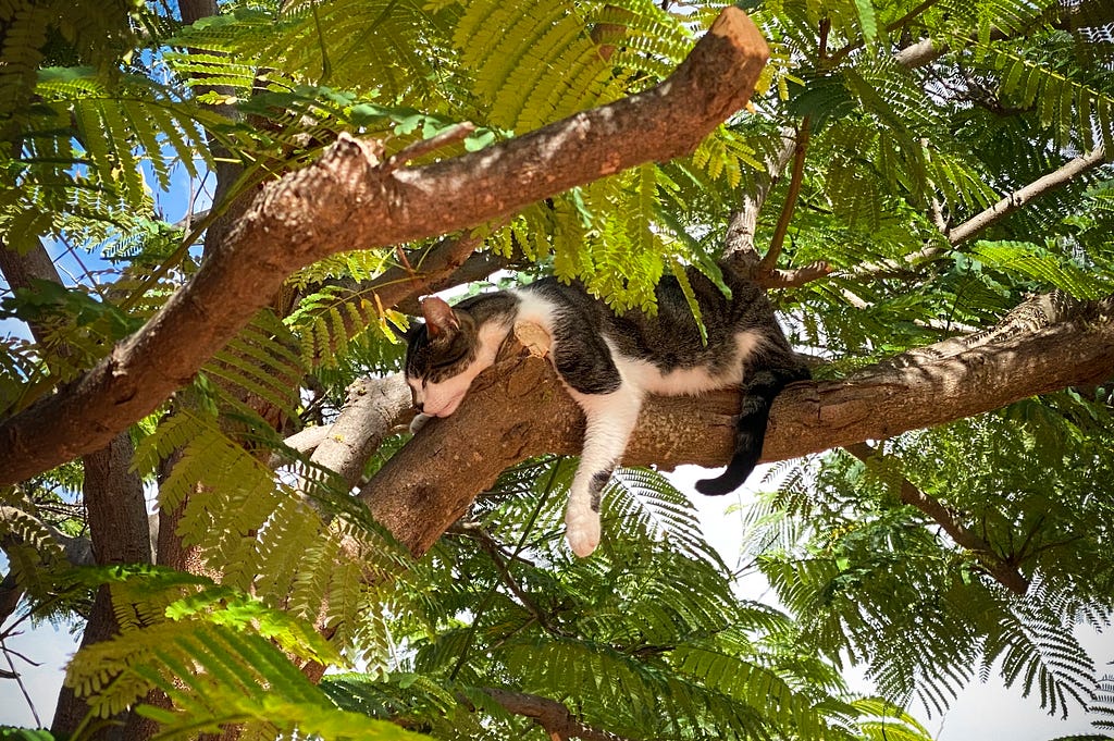 modern cat tree