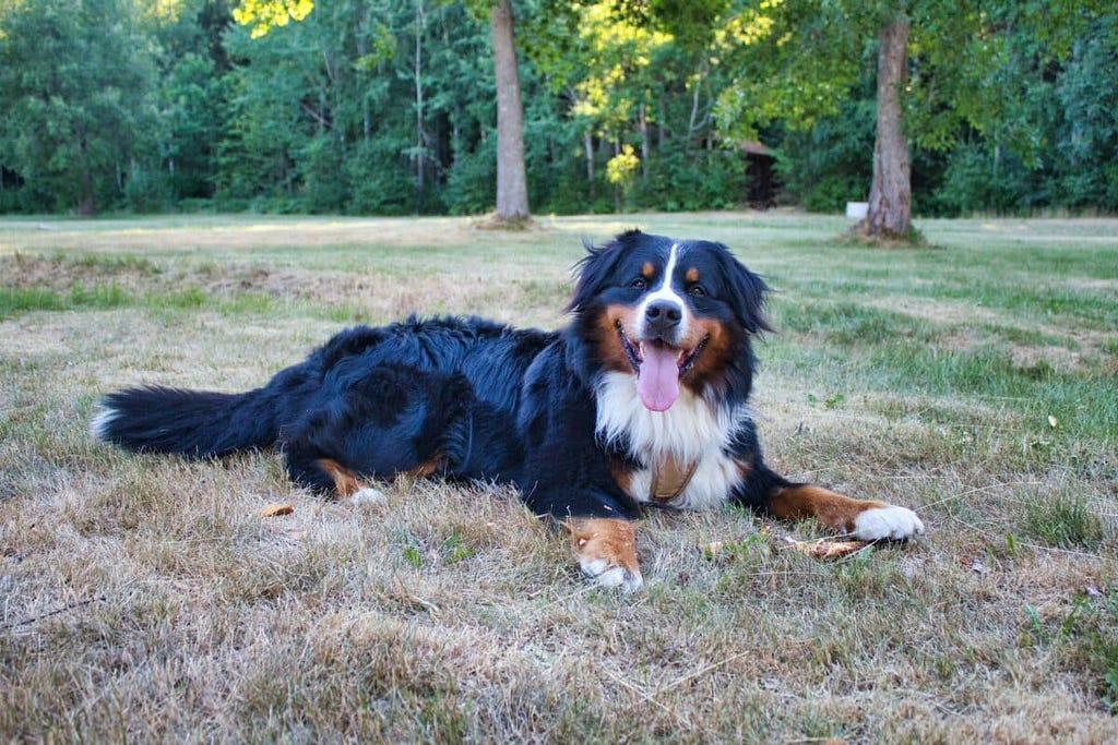 Bernese Mountain Dog