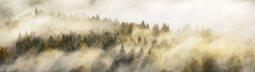 Latvian foggy forrest — aerial view