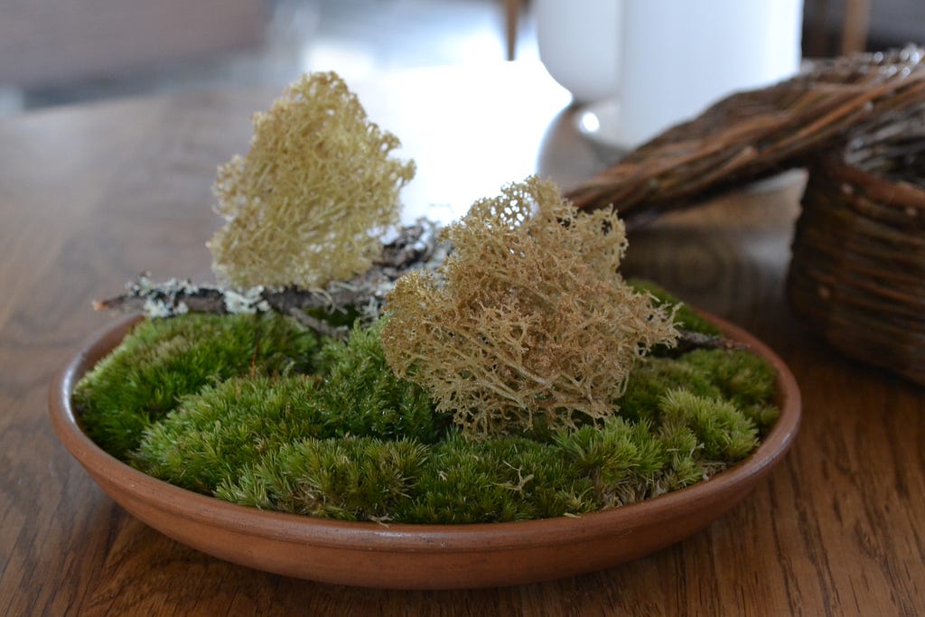 Moss and cep