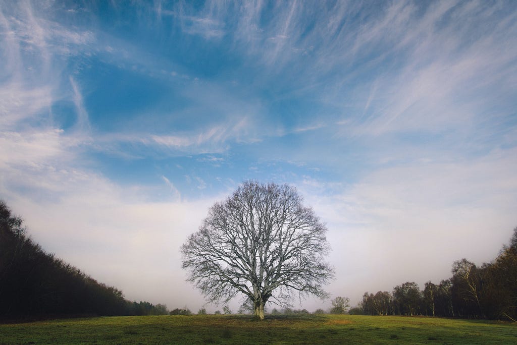 tree unsplash