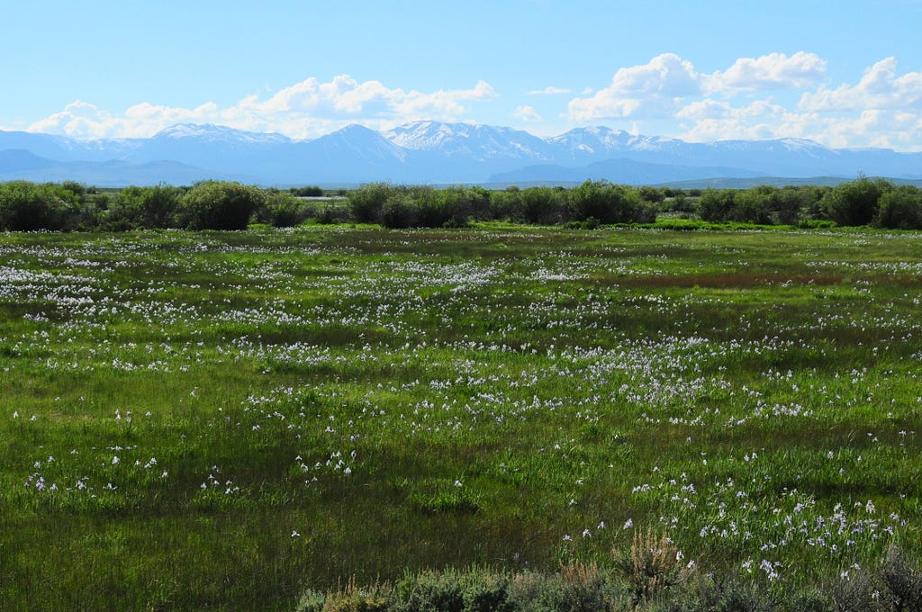 Lush green and wet meadows adjacent to sage steppe habitats with mountain backdrop.