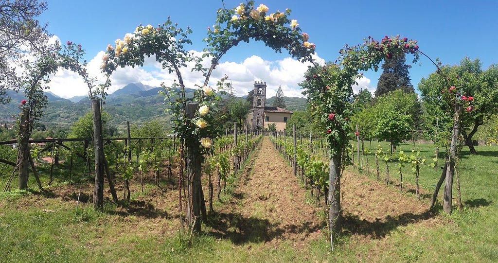 Il giardino con il vigneto; sullo sfondo, la chiesina di San Niccolò