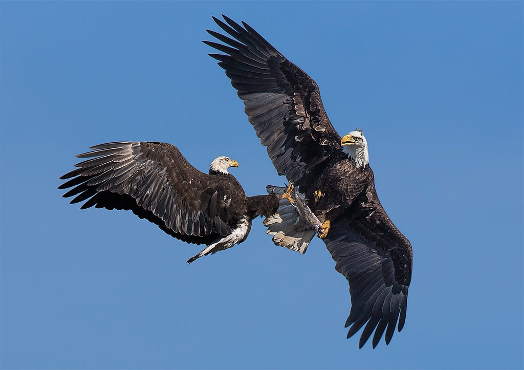 Photo of two Bald Eagles.