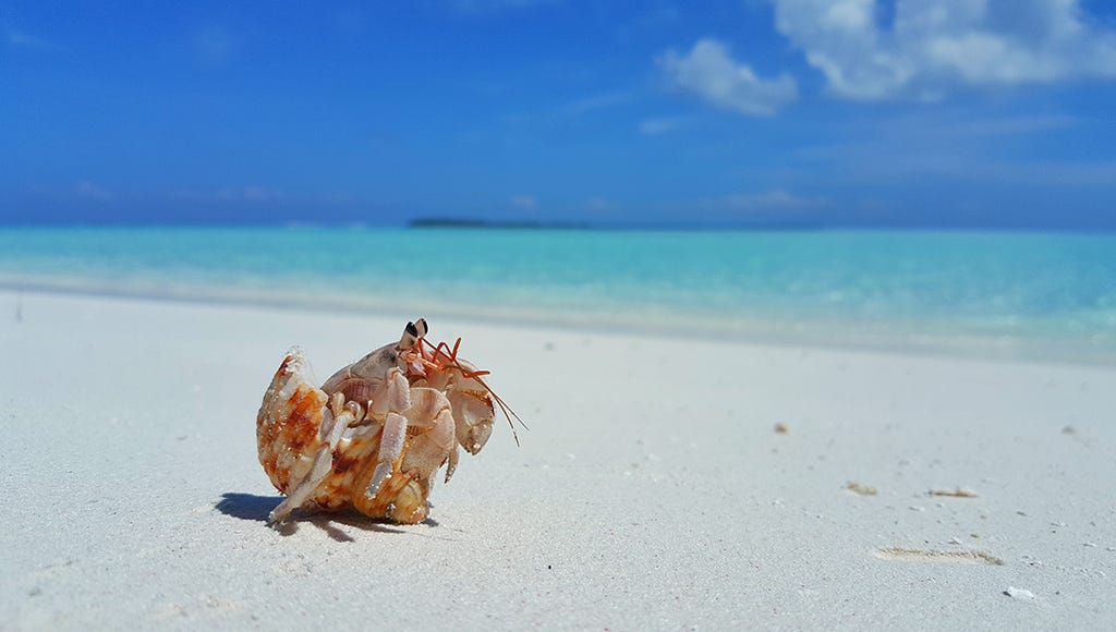 A hermit crab on the beach staring at the ocean