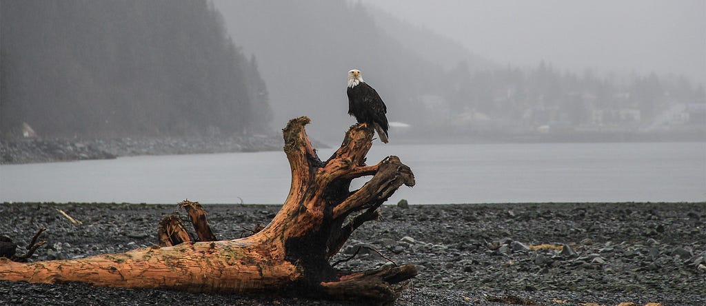 Eagle on a driftwood log.