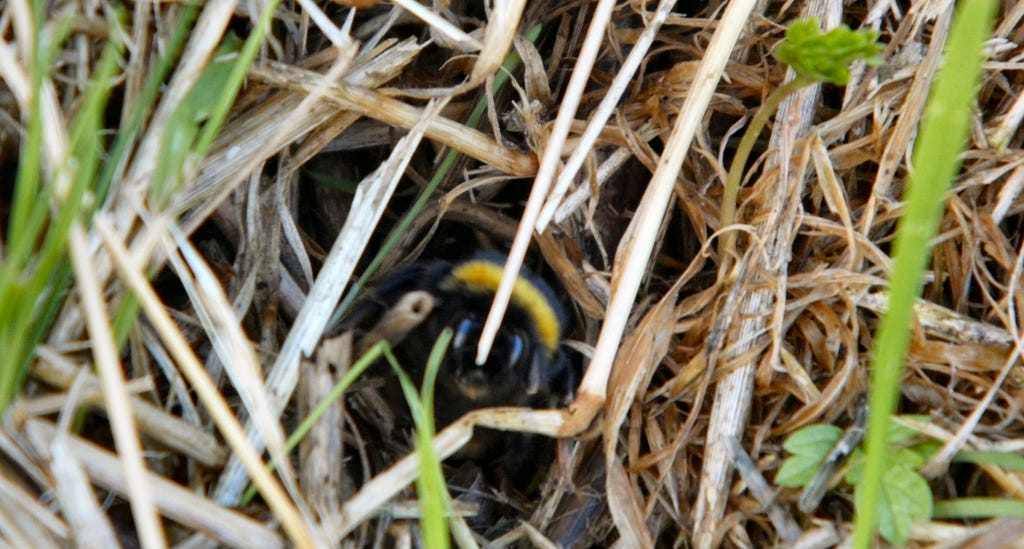 A bumblebee is crawling through the grass.