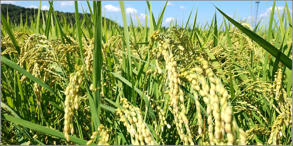 Close-up view of golden strands of rice heavily leaning on their stalks under a bright sunny sky.