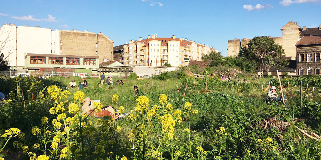 Szeszgyár community park in Budapest; yellow flowers are in the foreground, behind that people are sitting in a vast grassy meadow, and some buildings are in the background. The sky is sunny and blue!