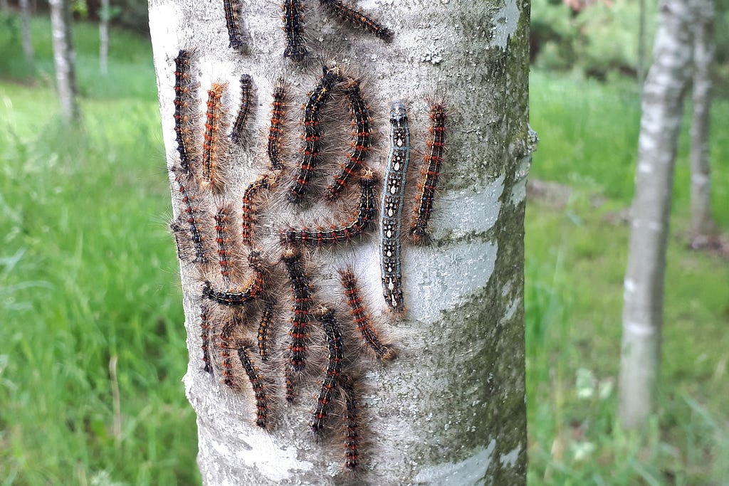 An infestation of gypsy moth caterpillars on a tree.