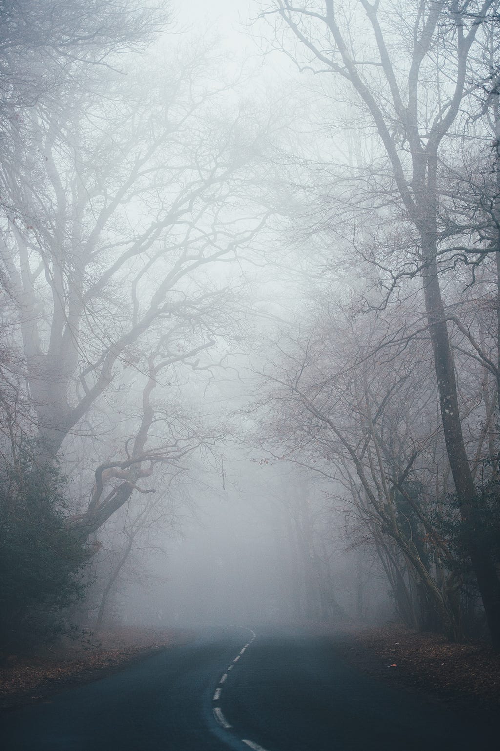 Road passing through trees shrouded in fog