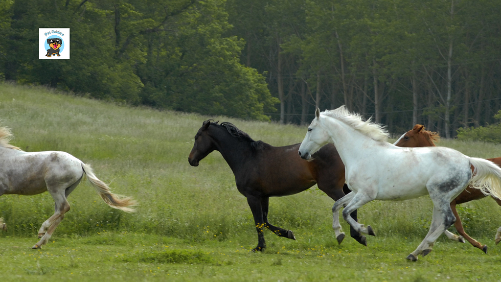 Which animal runs faster than horses