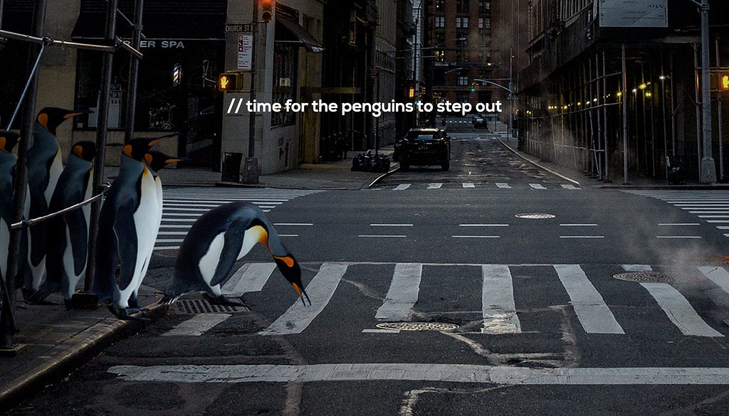 A group of penguins delving into the modern roads and crossing the zebra crossing with new opportunities to look for.