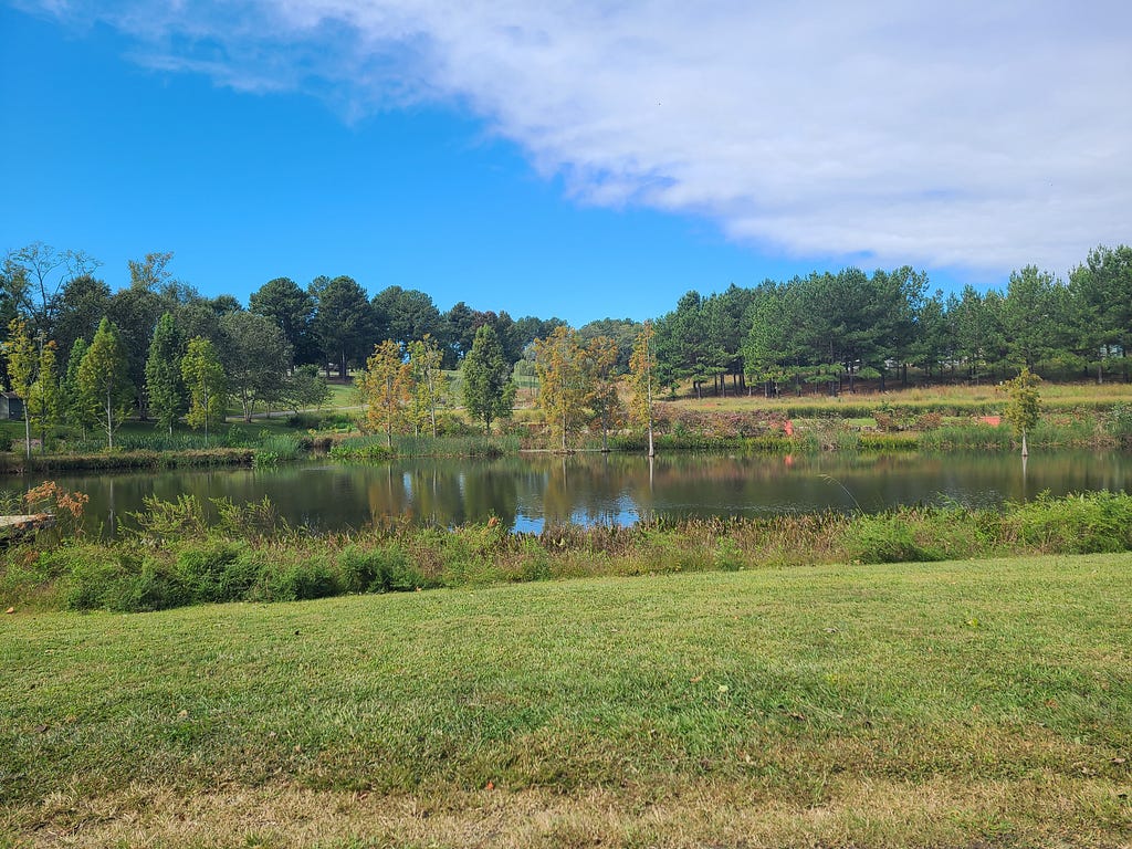 A pond with trees in the background