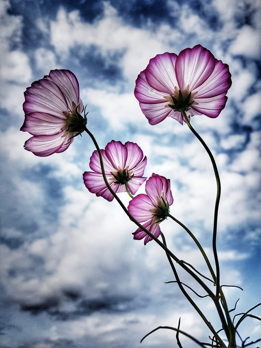 Photo of flowers against a cloudy sky.