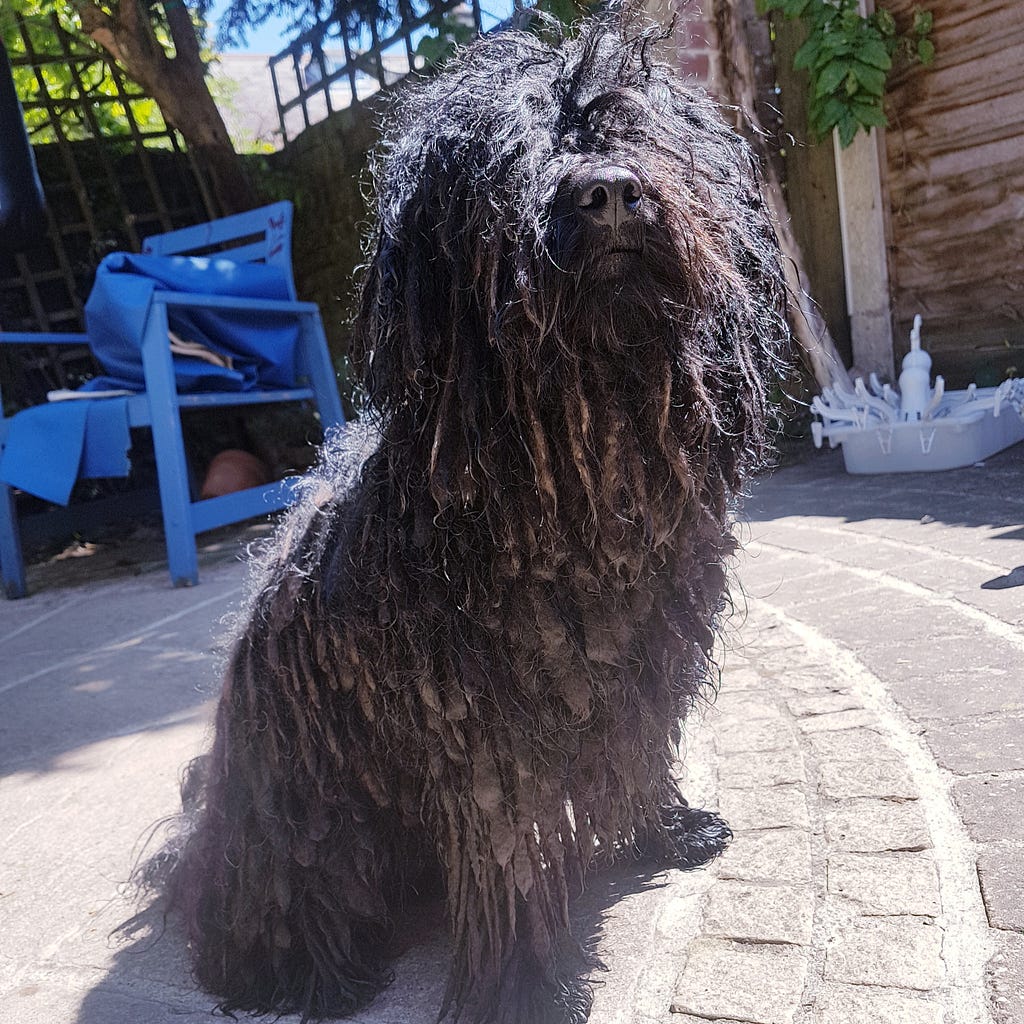 Hungarian Puli the dog